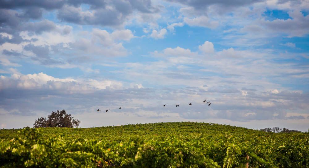 A flock of birds flying over a vineyard on a cloudy day.