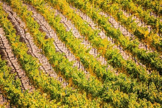 An aerial view of a vineyard with rows of vines growing.