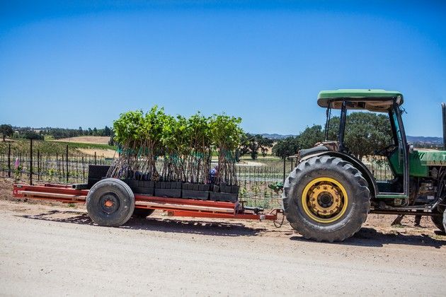 A green tractor is pulling a trailer full of vines.