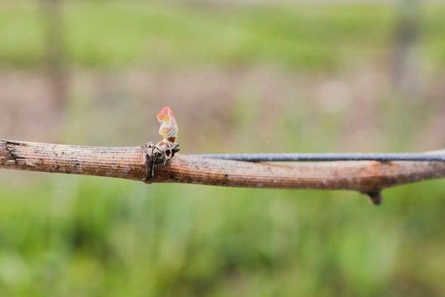 A close up of a tree branch with a bud on it.