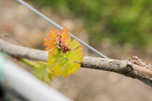 A close up of a flower bud on a vine.