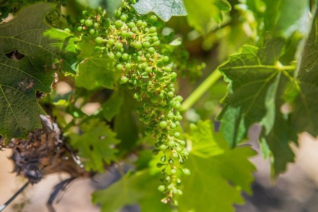 A bunch of green grapes growing on a vine.