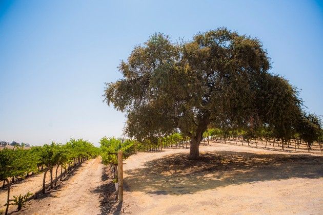 There is a tree in the middle of a vineyard.