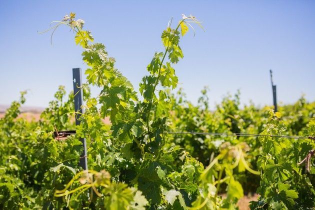 A vineyard with lots of green leaves and a blue sky in the background.