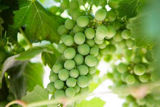 A bunch of green grapes hanging from a vine.