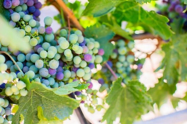 A bunch of grapes hanging from a vine with green leaves.