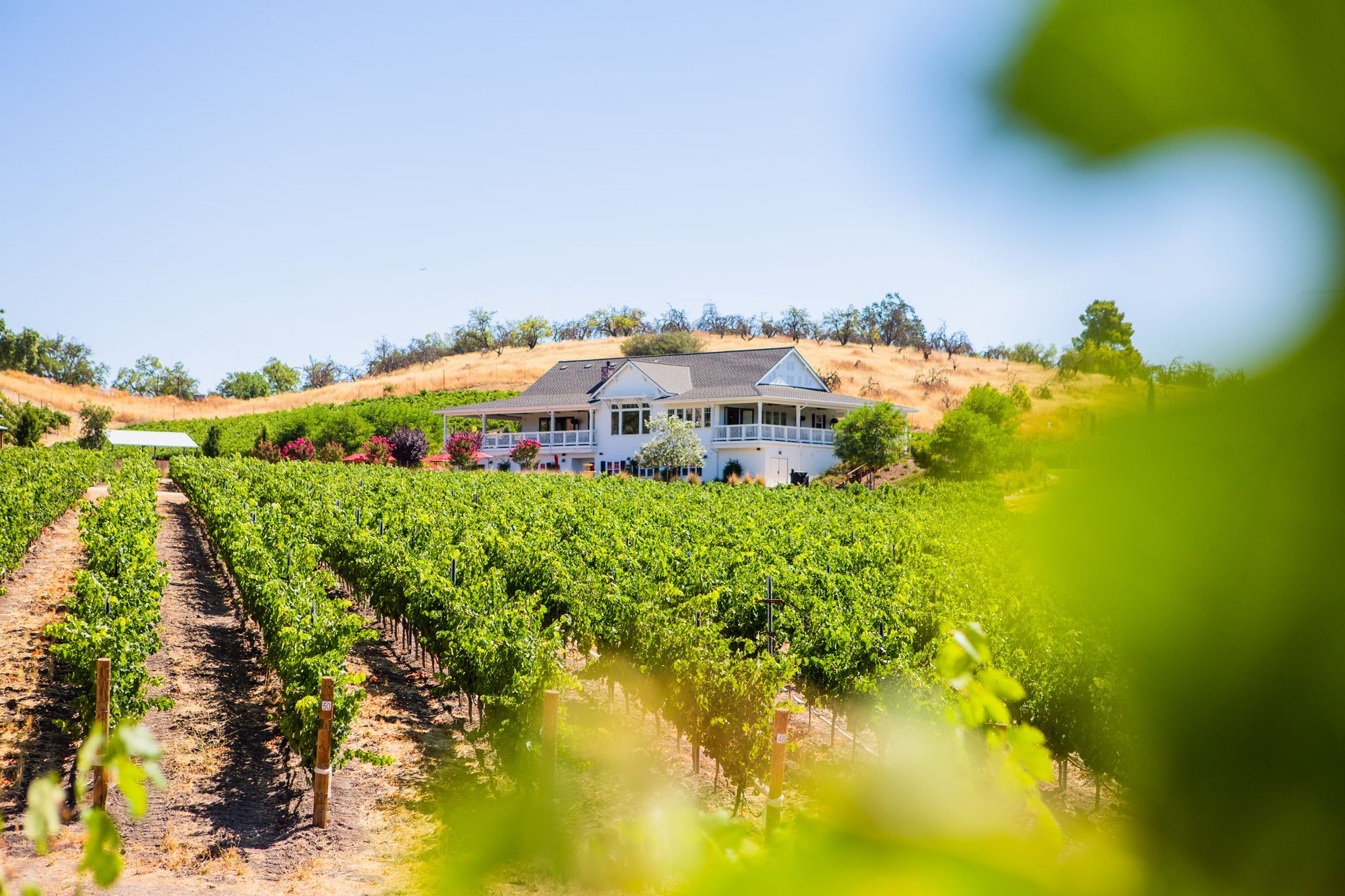 A house is sitting on top of a hill in the middle of a vineyard.
