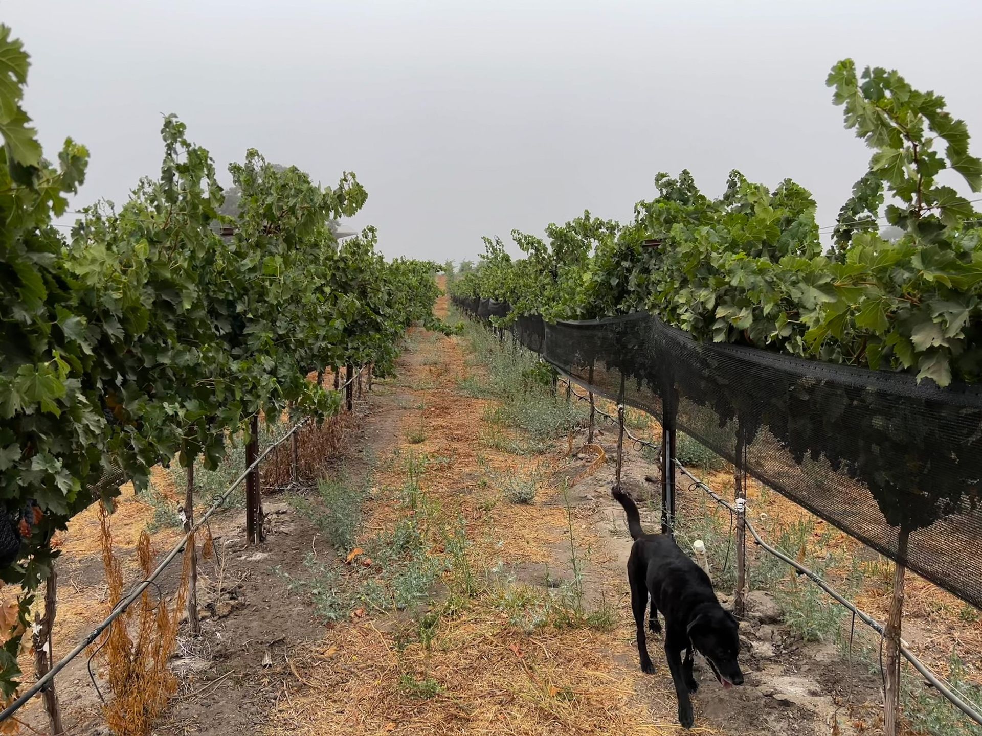 A view of the vineyard with a dog walking through it.