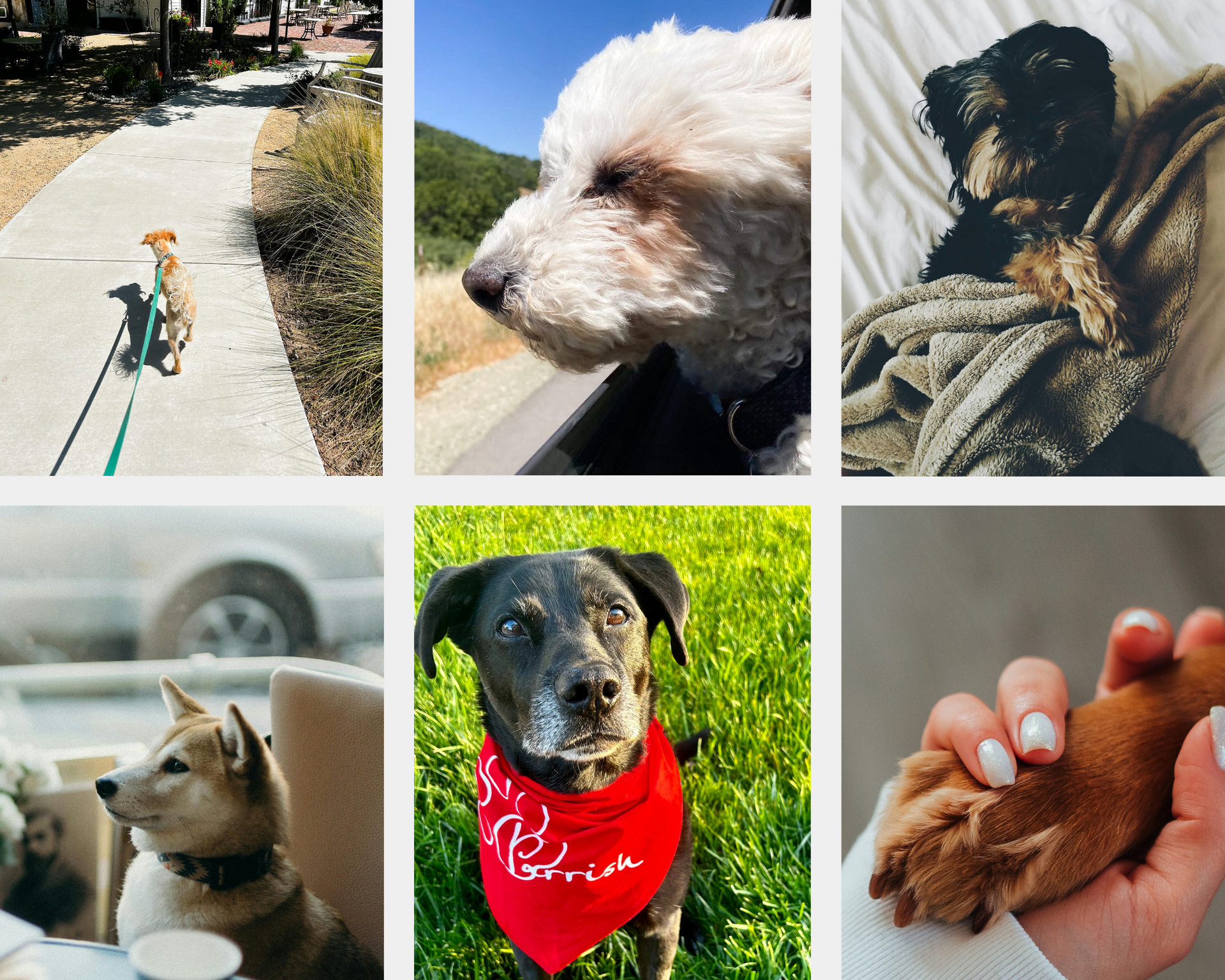 A collage of pictures of dogs, including one wearing a red bandana.