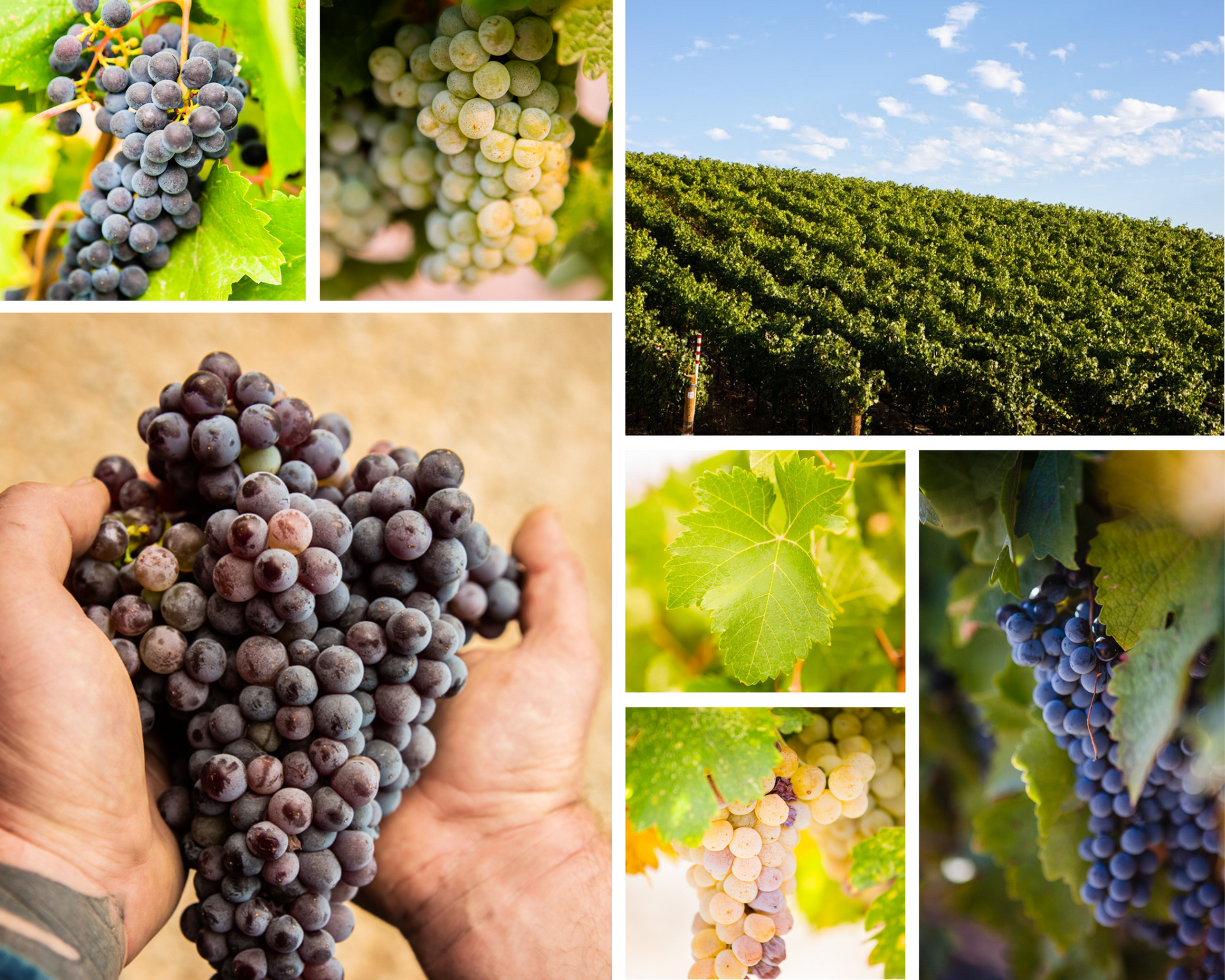 A collage of pictures including vineyard views, grapes, and a person holding a bunch of grapes in their hands.
