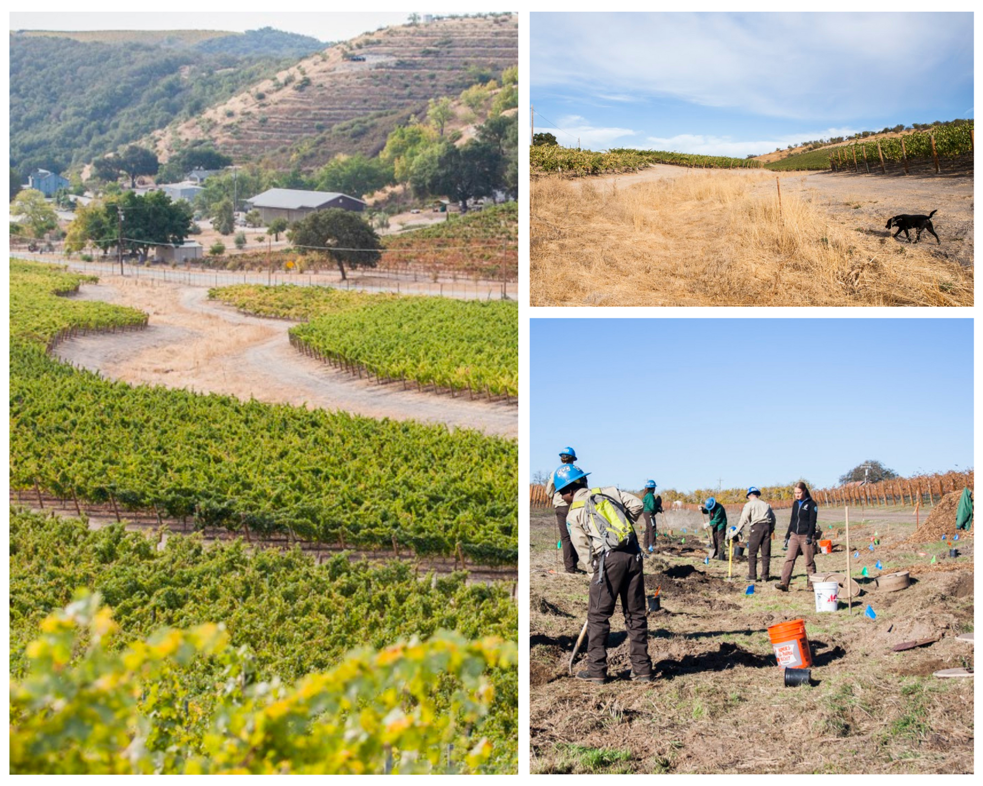 A collage of four pictures of a vineyard with a dog in the background.