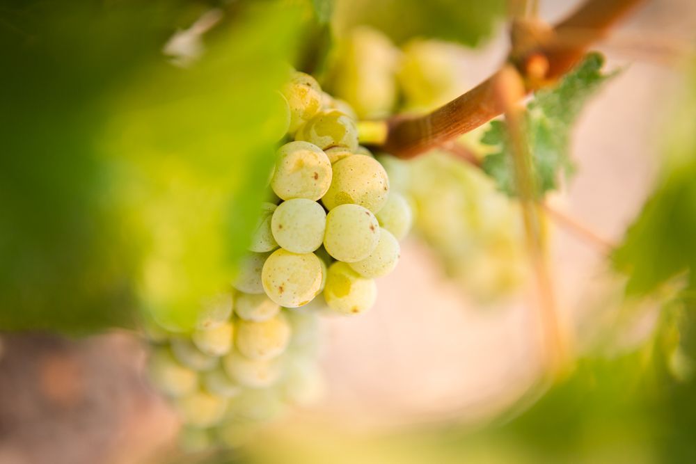 Cluster of green grapes hanging on a vine, softly lit with blurred green leaves in the background