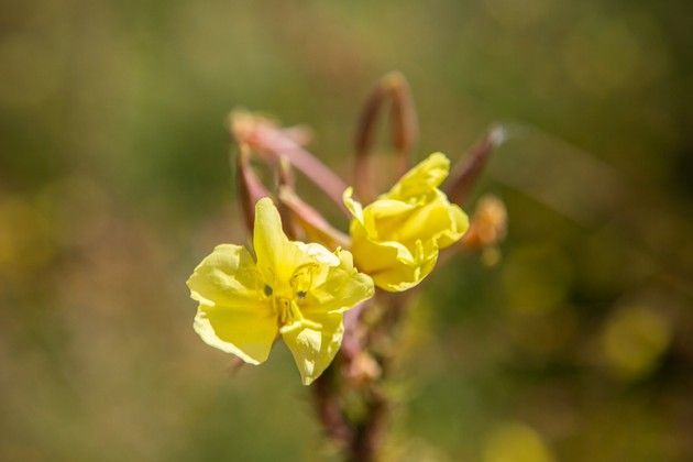 A close up of two yellow flowers on a plant.