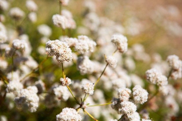 A close up of a bunch of white flowers on a plant.