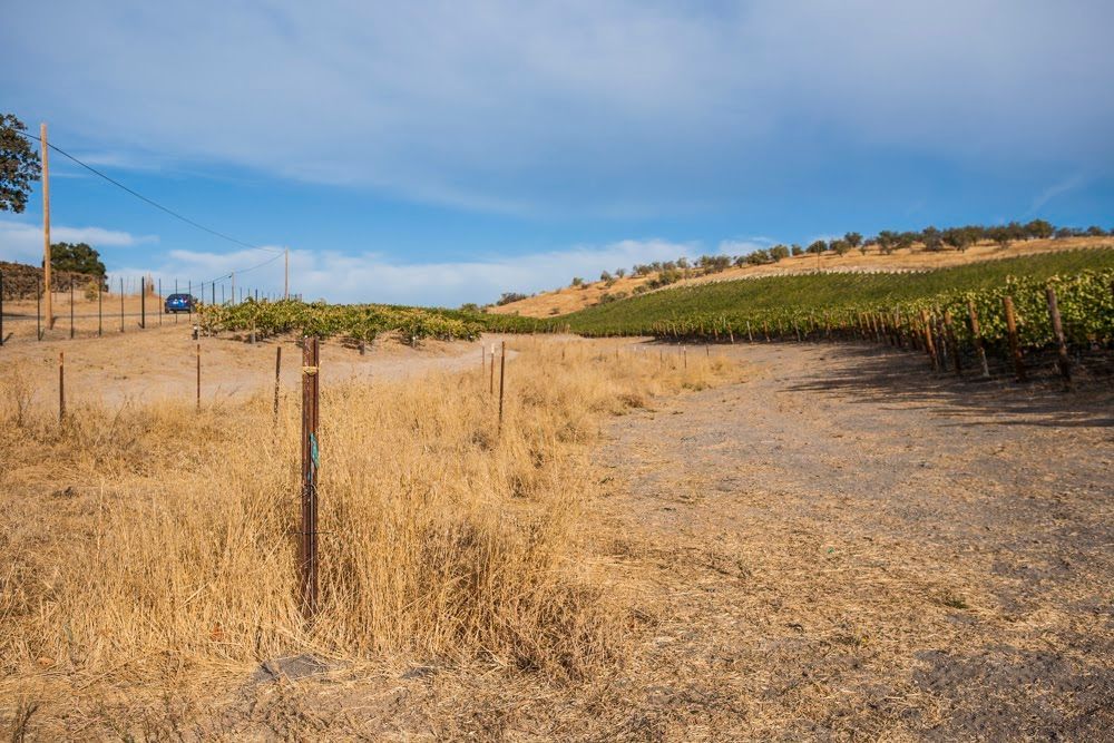 Dry creek bed alongside rows of vineyards at the Parrish Family Vineyard property in the Adelaida District.