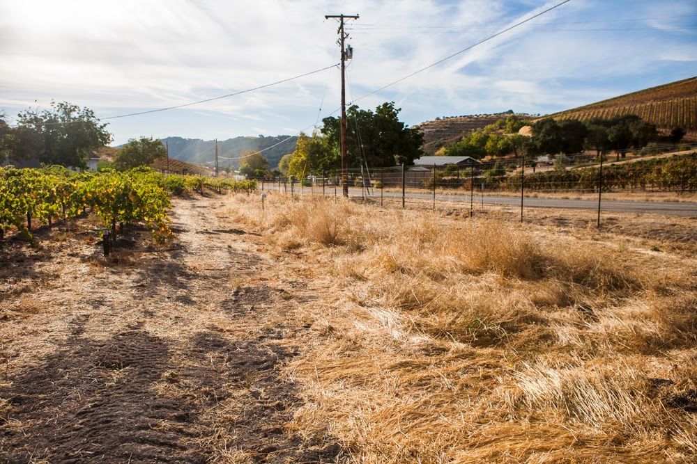 A dry Adelaida Creek bed beside a block of vineyards at the Parrish property, with utility poles and hills in the distance under bright sun.