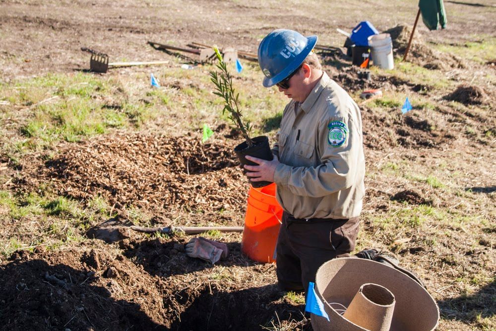 Worker in a blue hard hat kneels in the Adelaida Creek bed holding a native plant used to restore the creek.