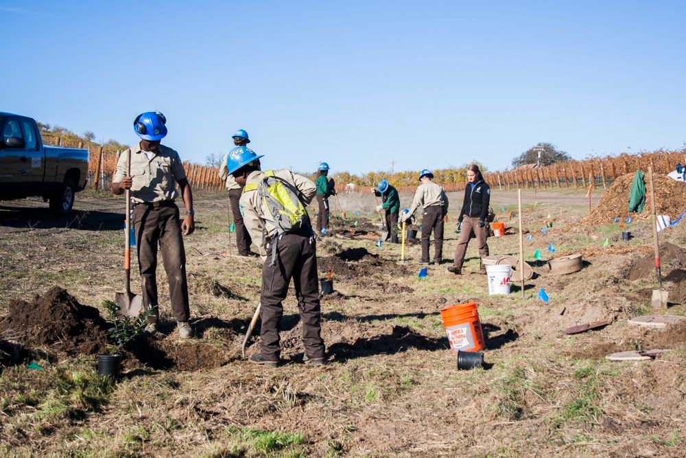 Workers in blue helmets digging in a dry Adelaida Creek with buckets of native plants ready to be planted in the creek.