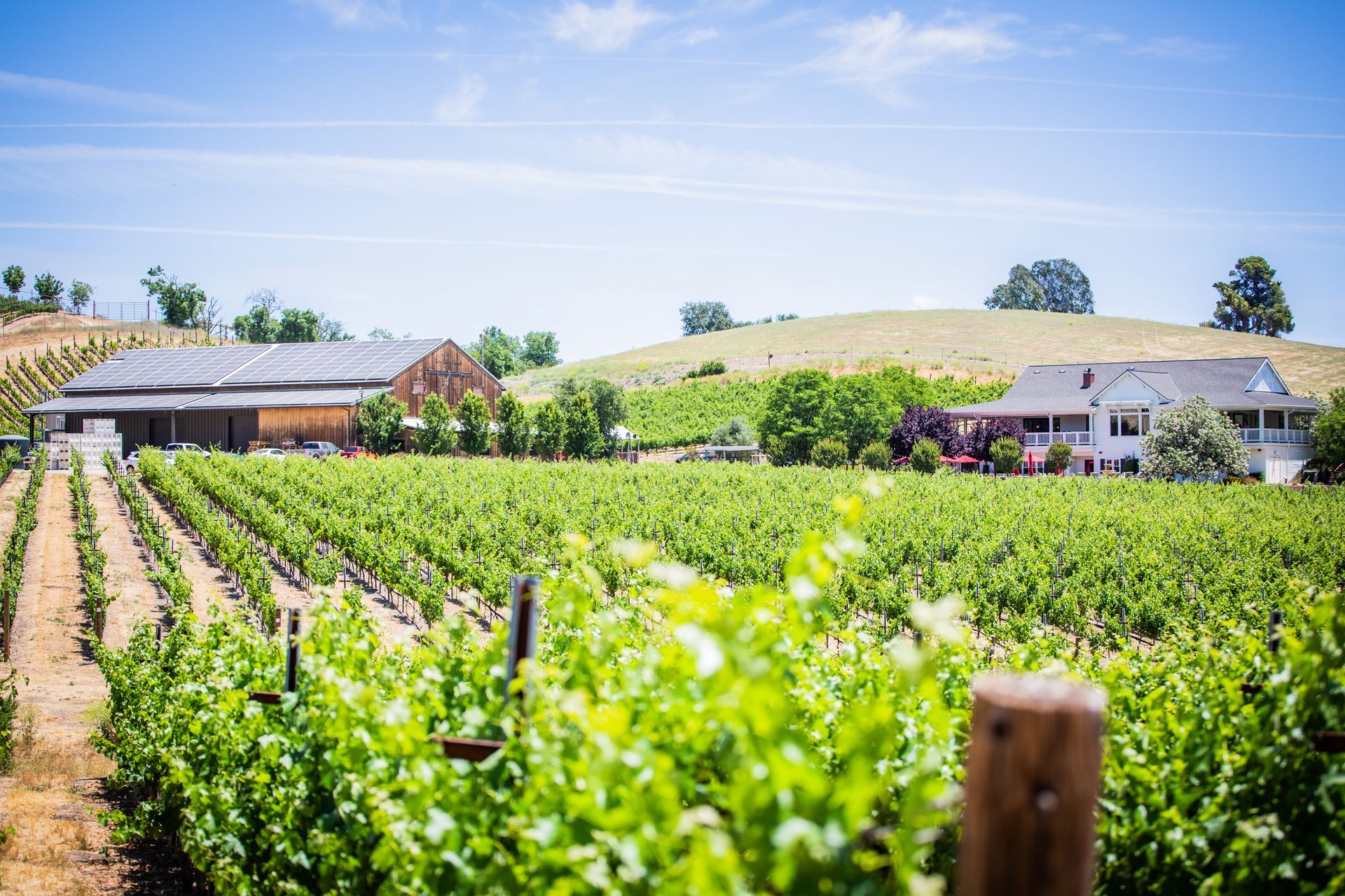 Vineyard rows with lush green vines under a bright blue sky, with the Parrish Family Vineyard tasting room and production winery in the background, framed by rolling hills.