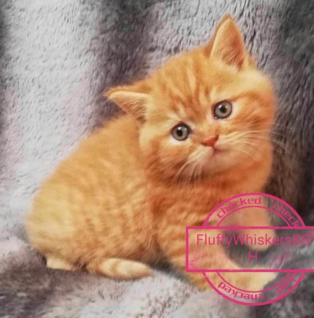 Orange British Shorthair kitten with blue eyes, sitting on a gray blanket.