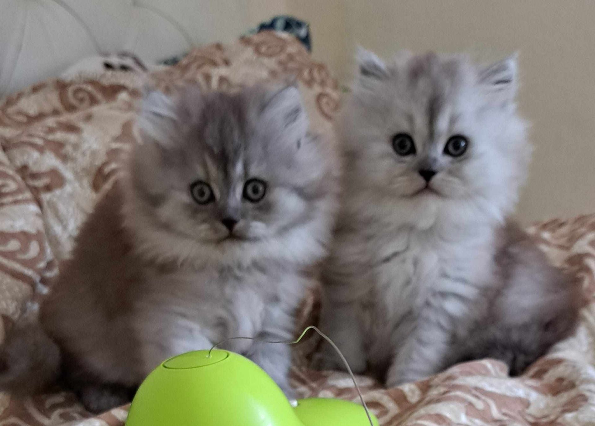 Two fluffy silver Persian kittens sitting on a patterned blanket, looking forward.