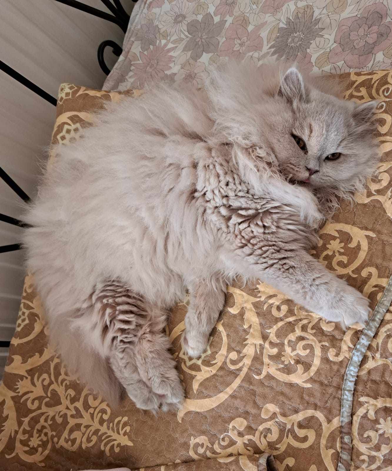 Fluffy gray cat curled up on a brown patterned pillow.