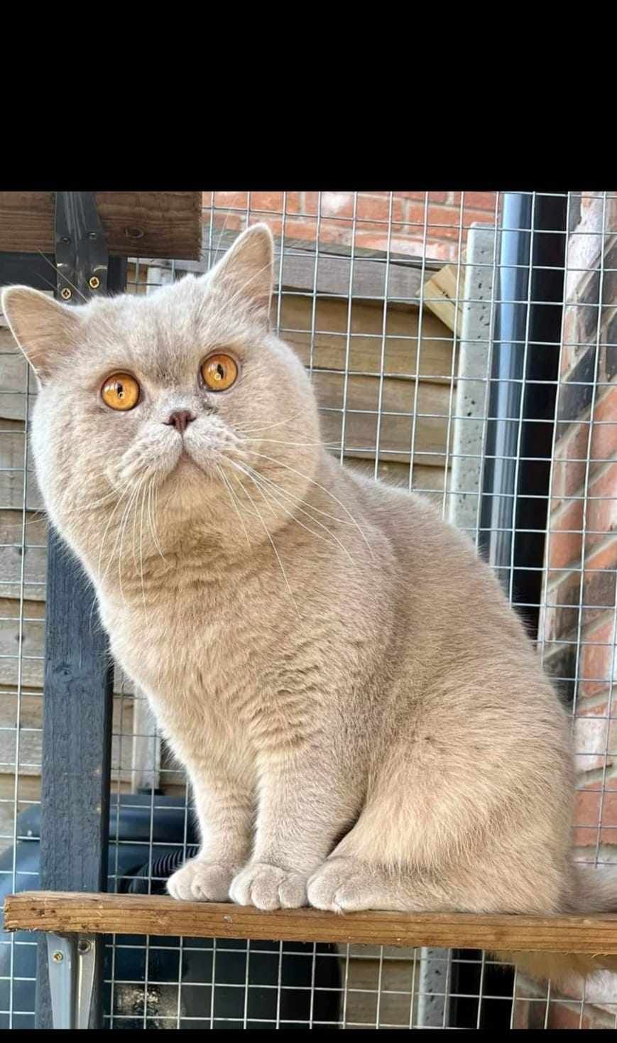 A lilac British Shorthair cat with amber eyes sits on a wooden shelf outdoors, looking upwards.