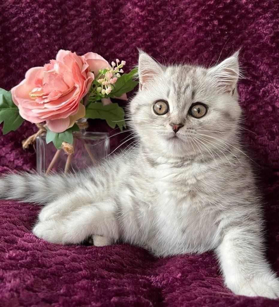 Silver tabby kitten lounging on a purple blanket near pink flowers; looking directly at the camera.