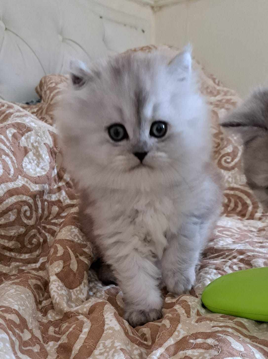 Fluffy silver kitten with big eyes, sitting on a patterned blanket.