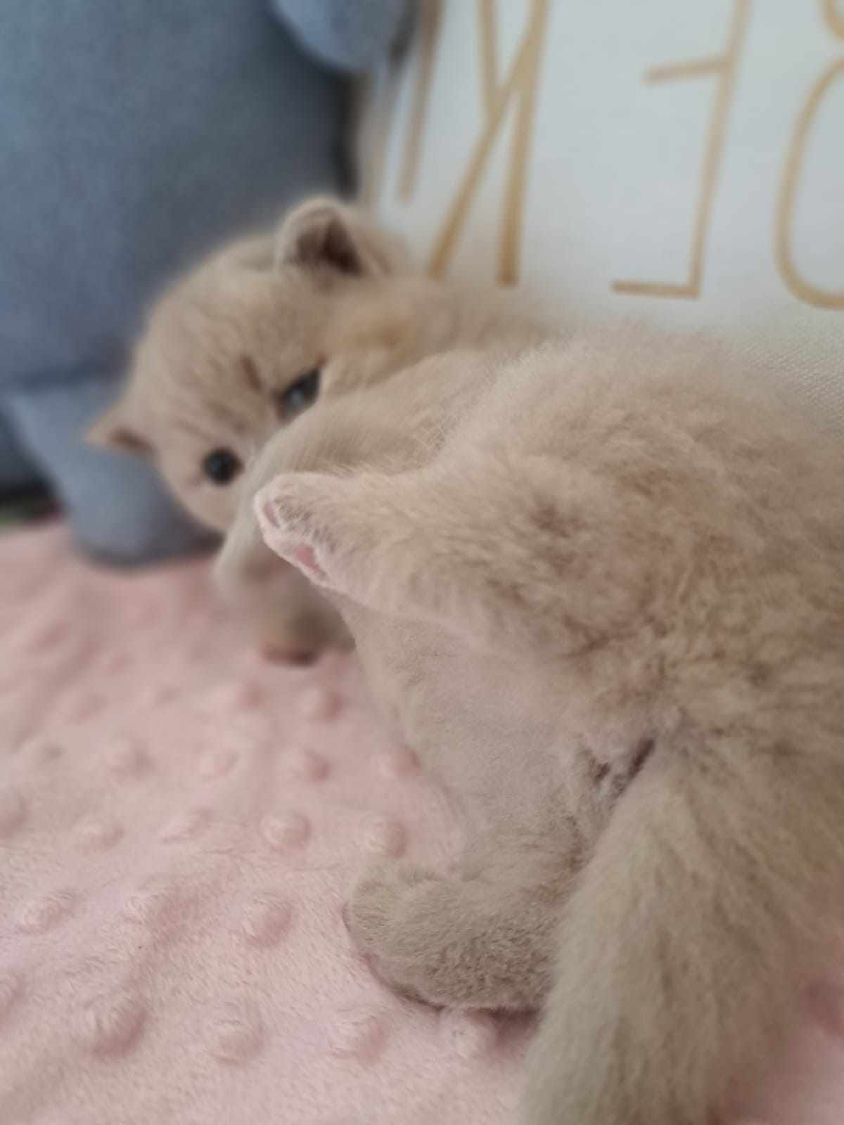 A fluffy tan kitten lying on a pink blanket, playfully extending a paw.