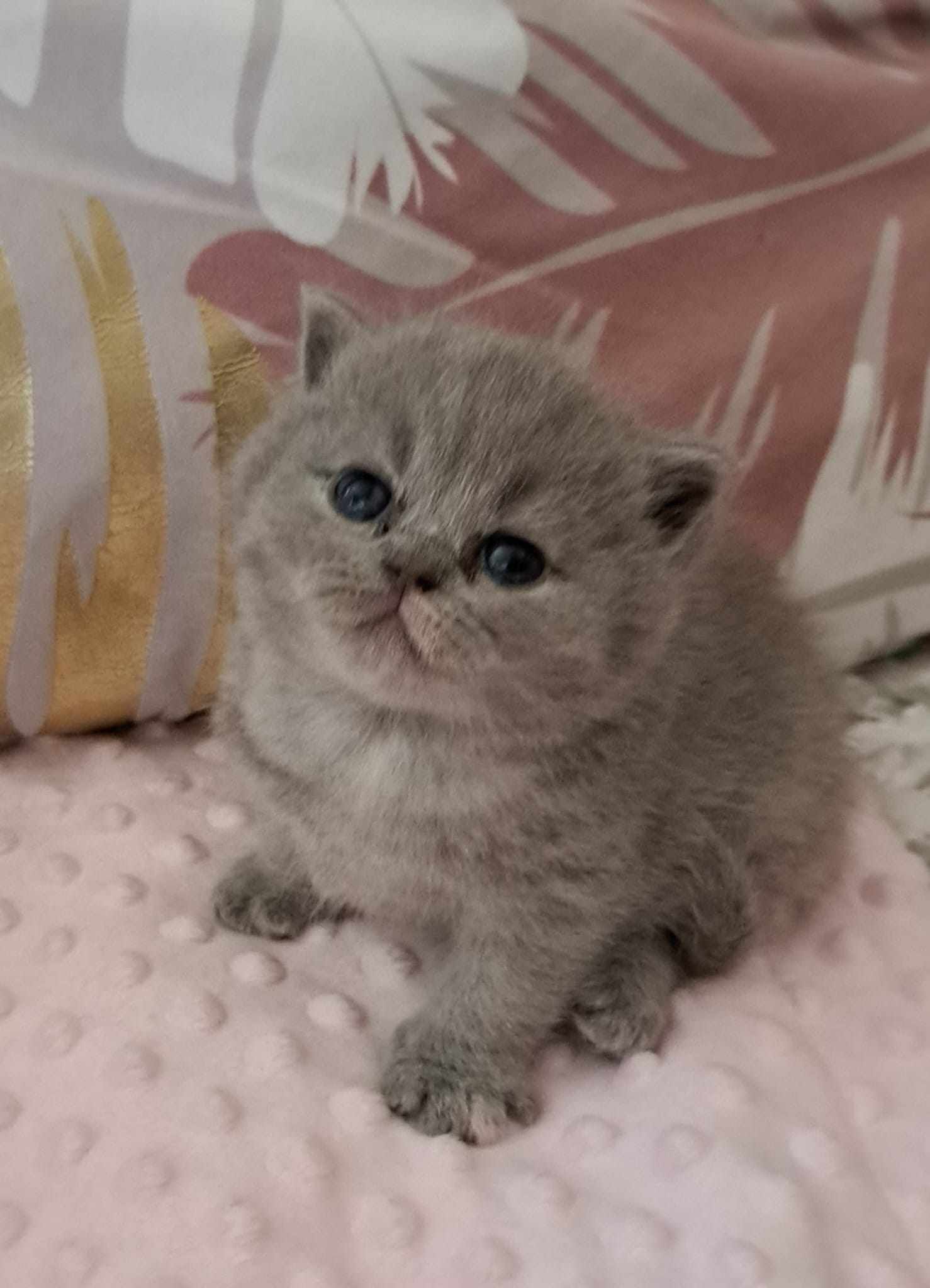 Fluffy gray Exotic Shorthair kitten with blue eyes sits on a pink blanket.