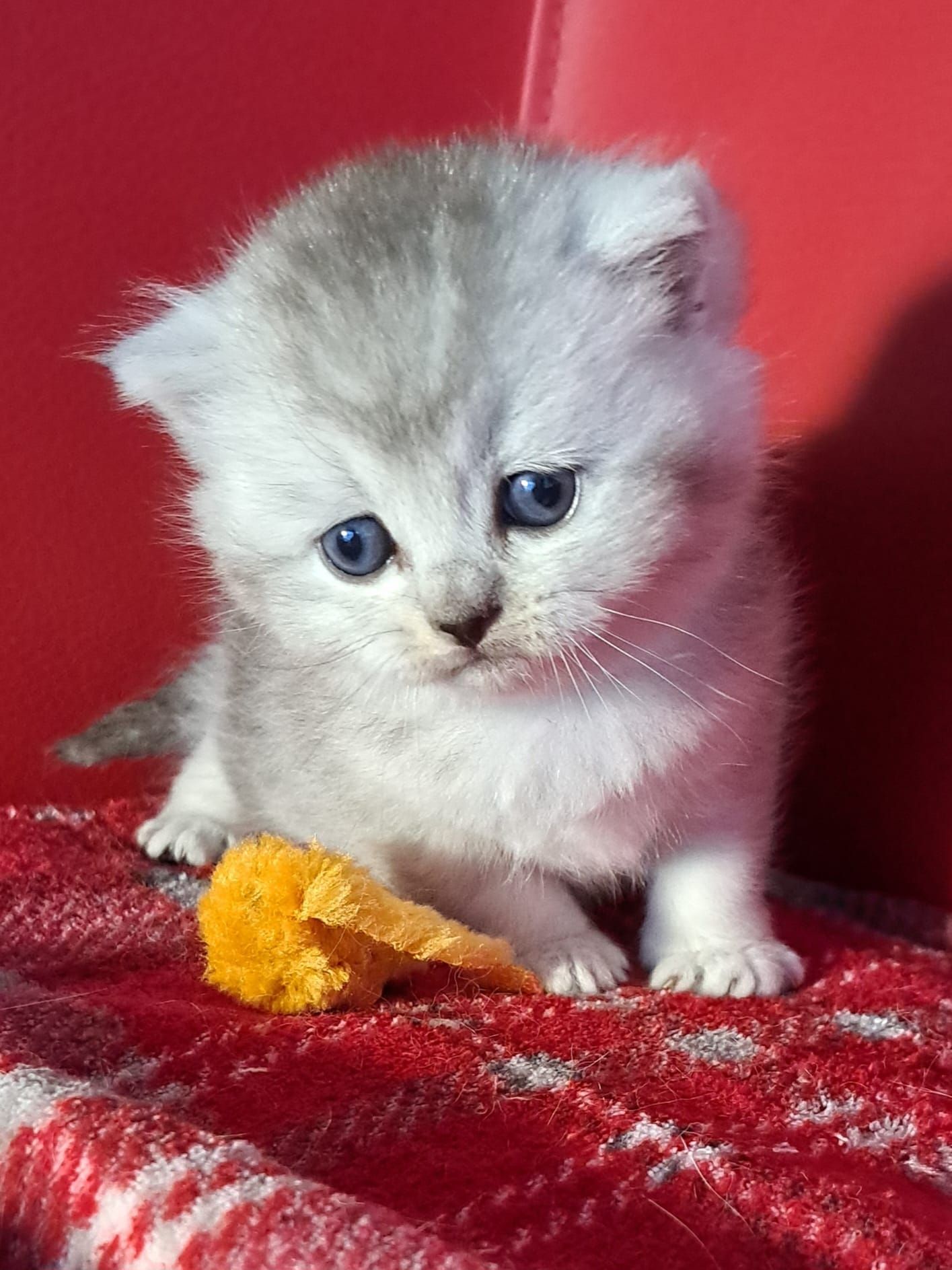 Silver kitten with blue eyes, sitting on a red blanket, looking down at an orange toy.