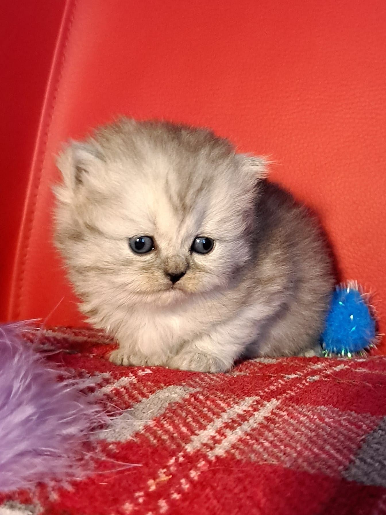Fluffy silver kitten sits on a red and gray plaid blanket with a blue pom-pom nearby.