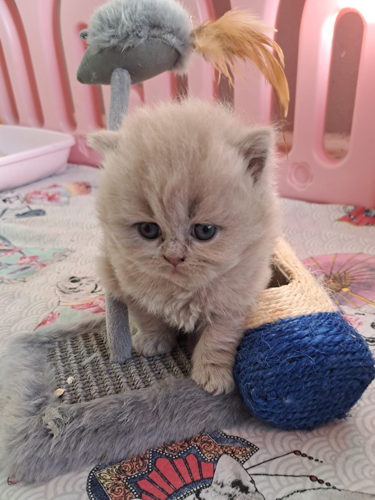 A fluffy, gray kitten with blue eyes sitting near a toy mouse and a woven ball.