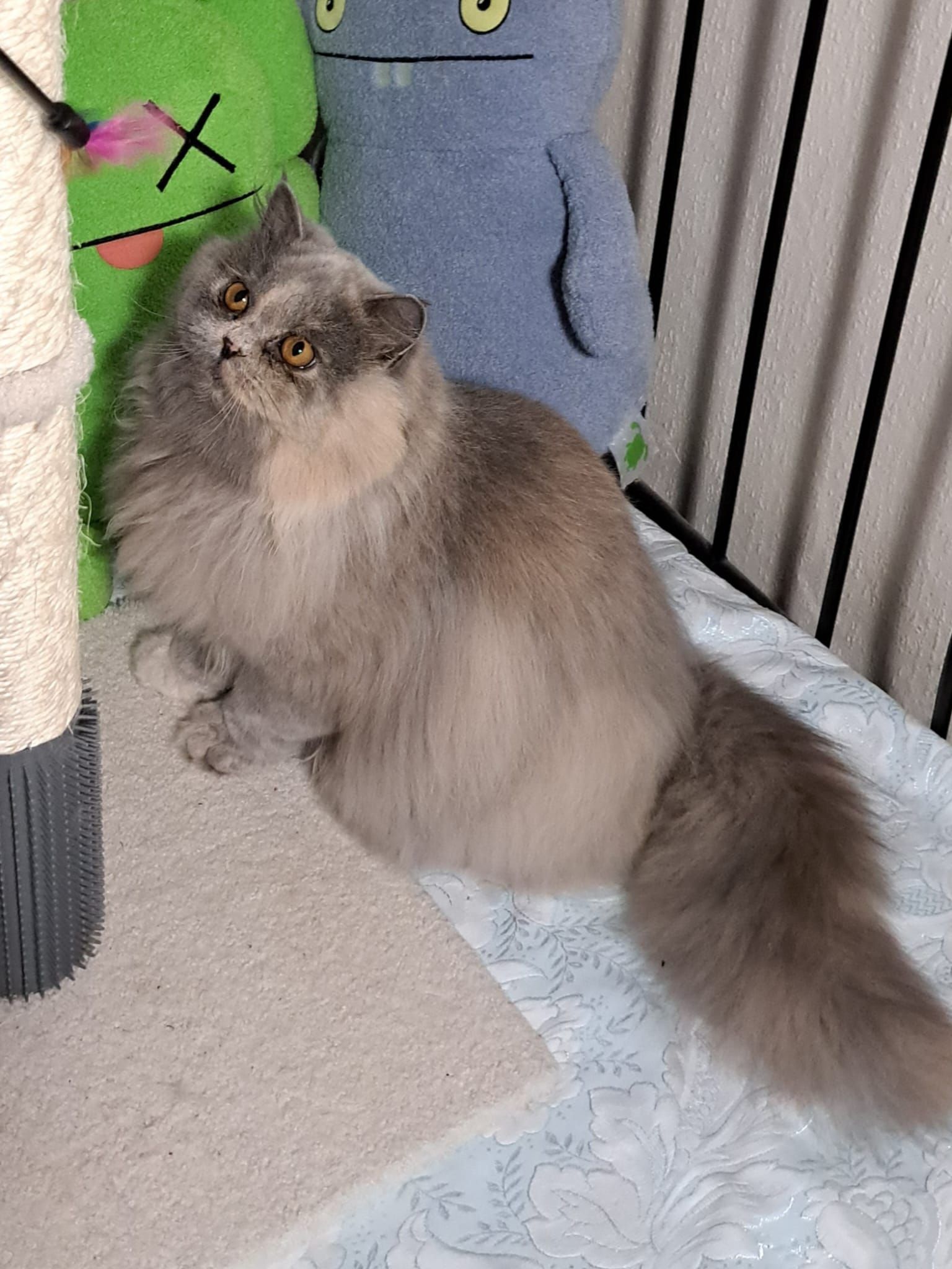 Gray and tan fluffy cat sitting next to a scratching post, looking up.