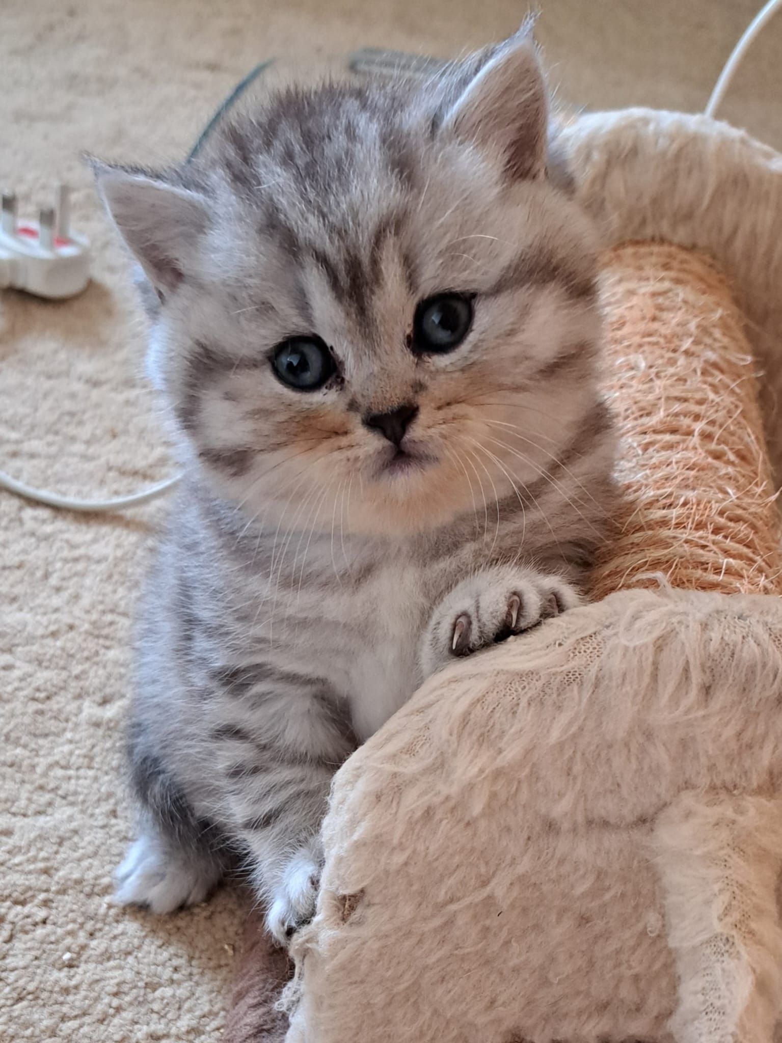 Silver tabby kitten with blue eyes, standing near a scratching post.