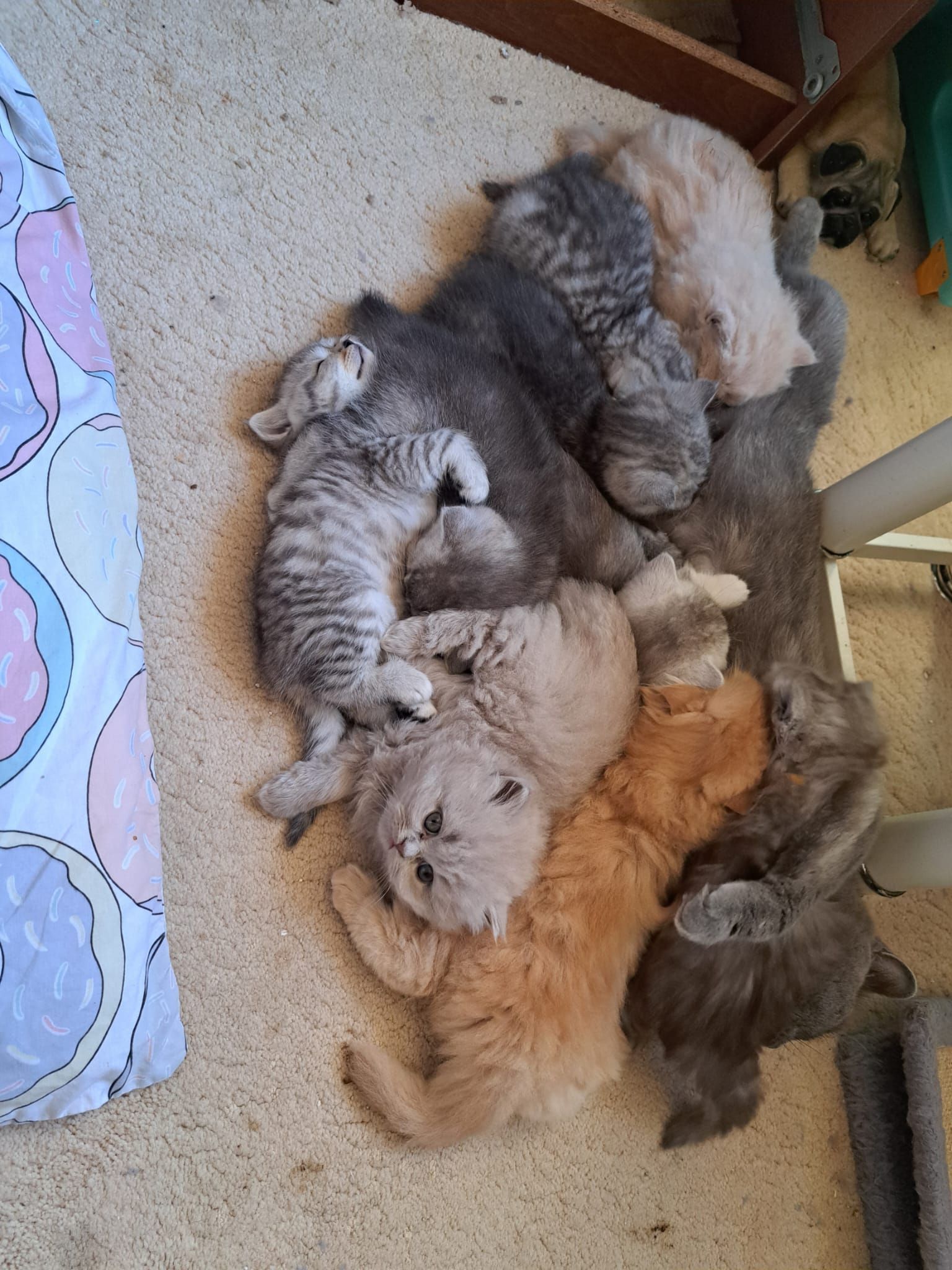 A pile of fluffy kittens napping on a rug, in various colors from grey to orange.