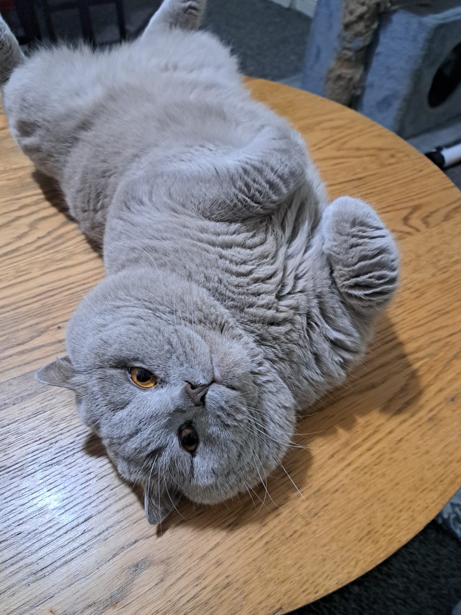 Gray British Shorthair cat lying on its back on a wooden table.