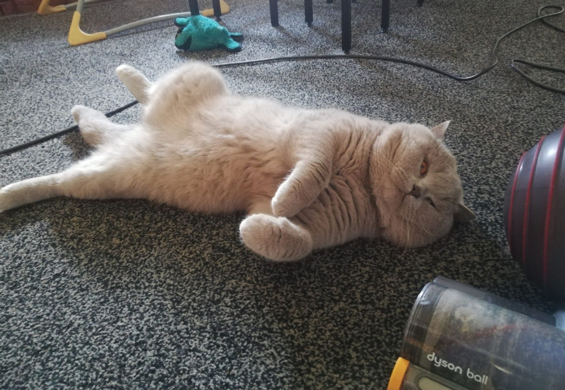 A beige British Shorthair cat sprawled on a carpet, belly up, appearing relaxed.