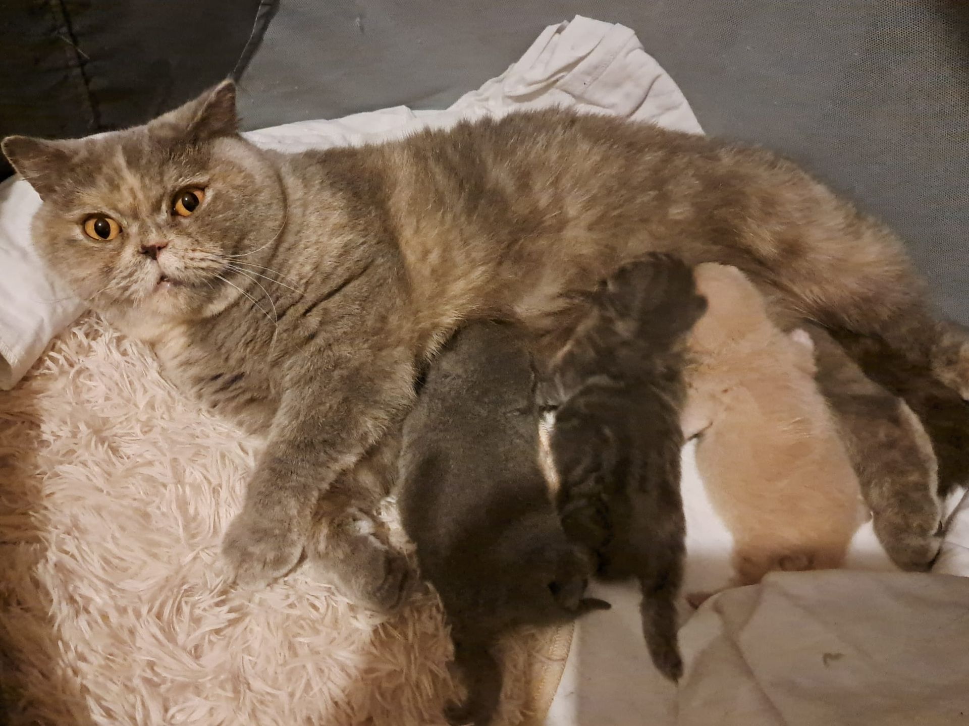 A mother cat with gray fur nursing four kittens, lying on a blanket.