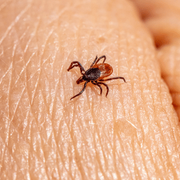A small tick crawling on human skin, shown in close-up.
