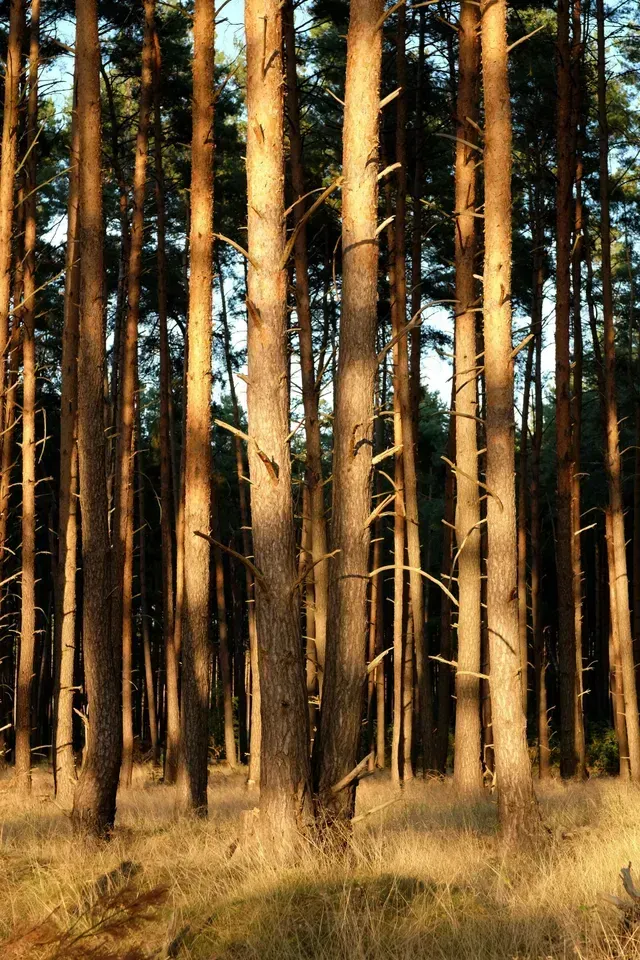 Tall pine trees in a sunlit forest with dry grass on the ground