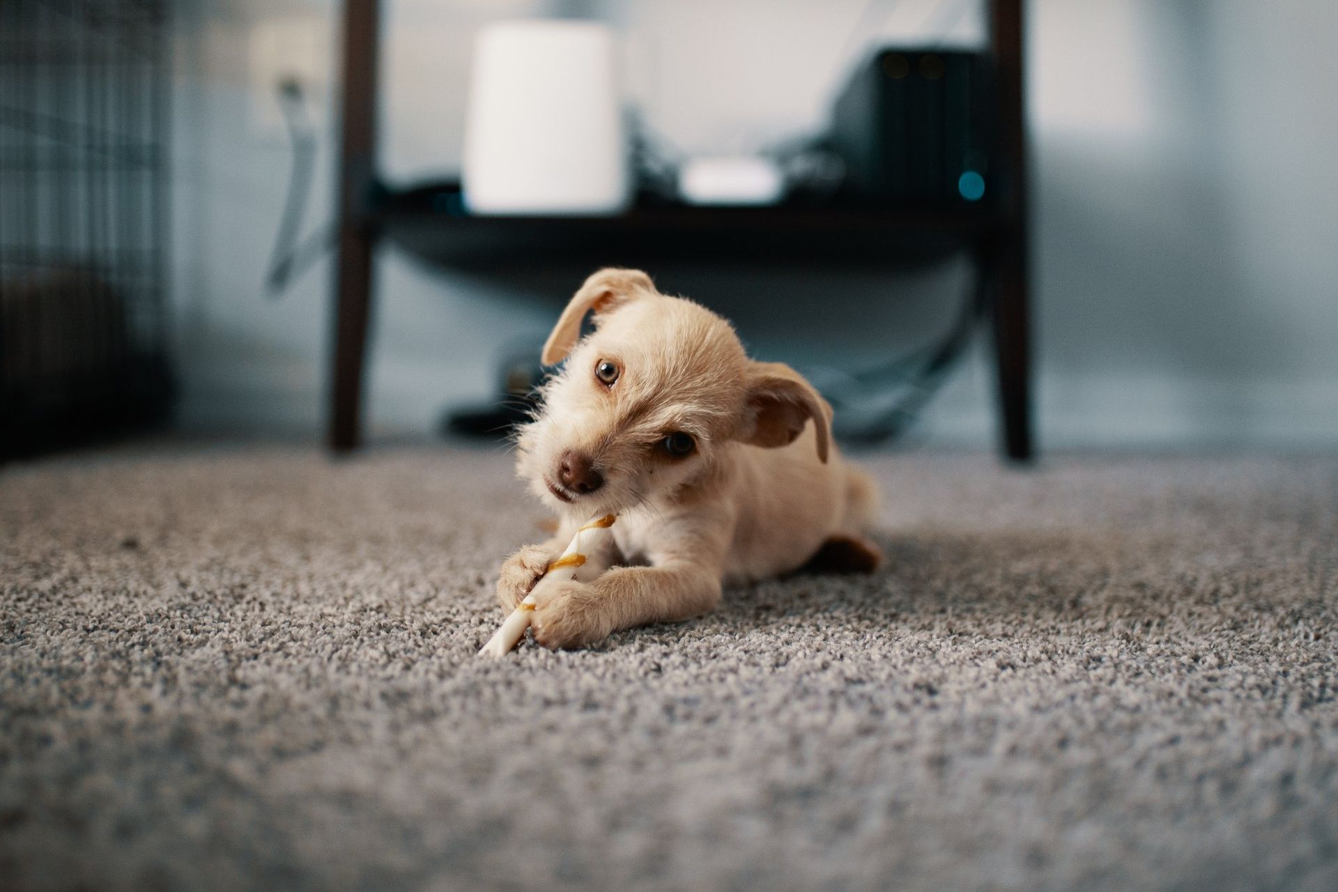 Small tan dog chewing on a bone, lying on gray carpet. A shelf is in the background.