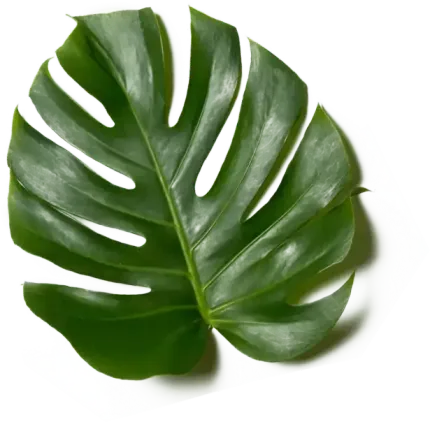 A vibrant green Monstera Deliciosa leaf