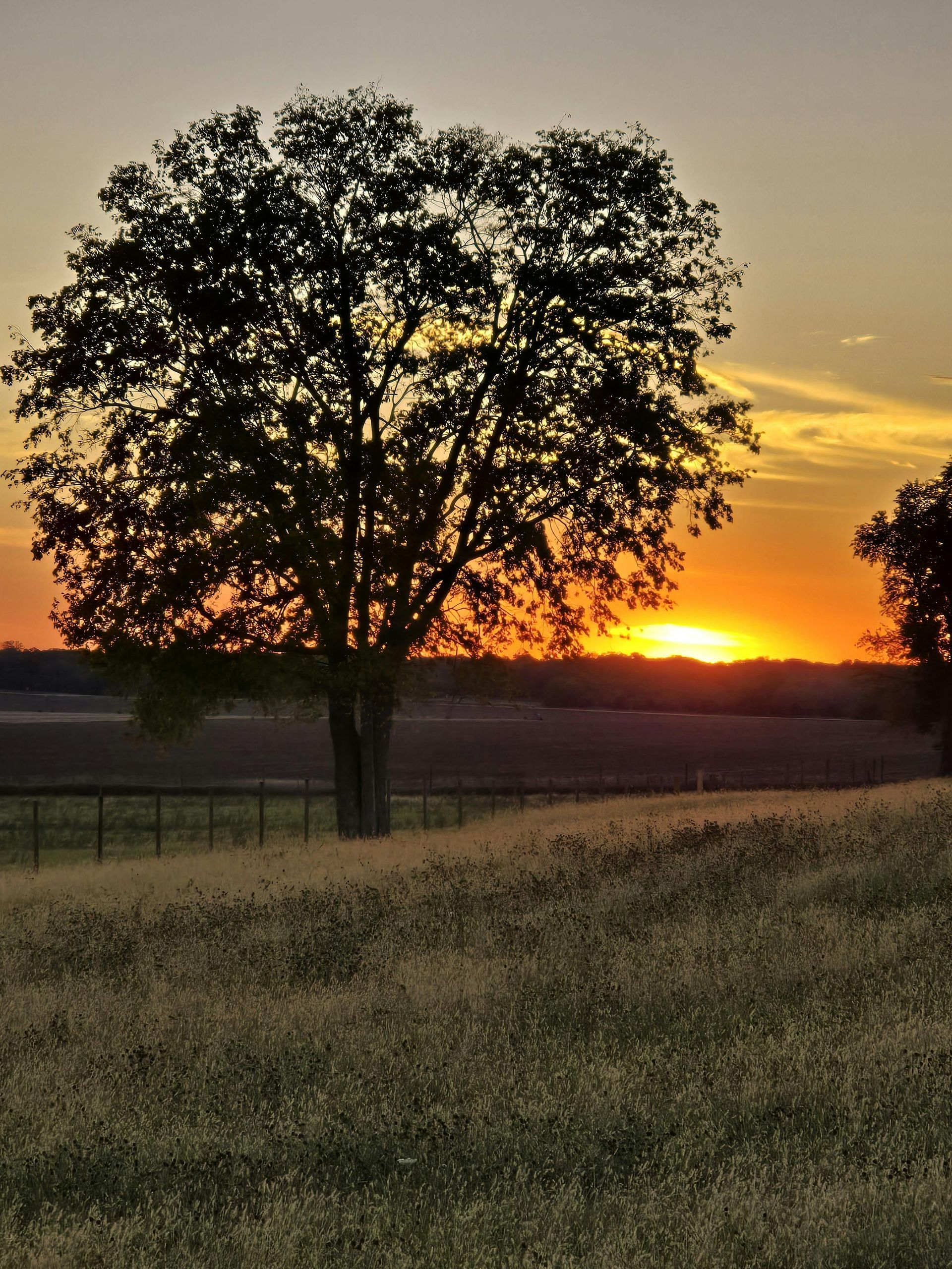 Solitary tree silhouetted against a golden sunset over a grassy field