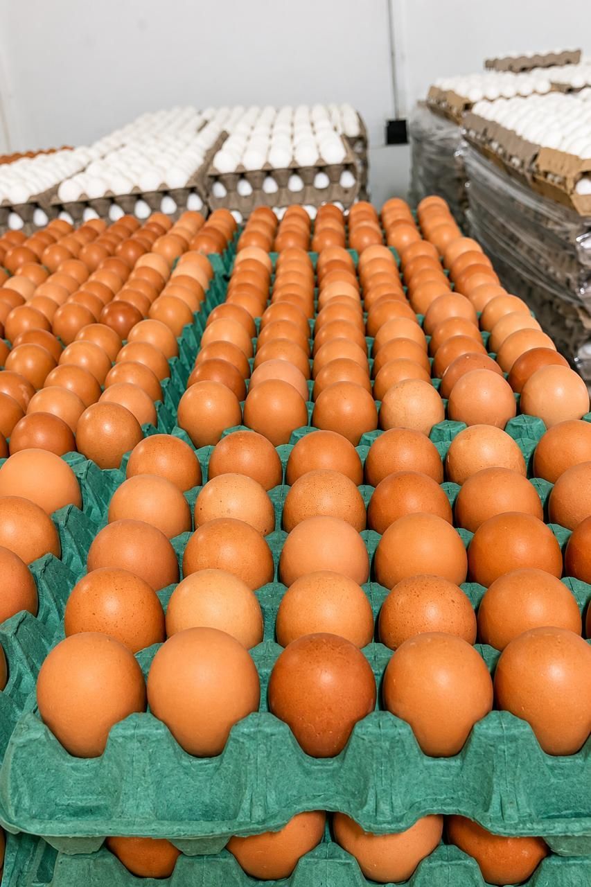 Filas de huevos marrones y blancos apilados en bandejas de cartón verde en un almacén.