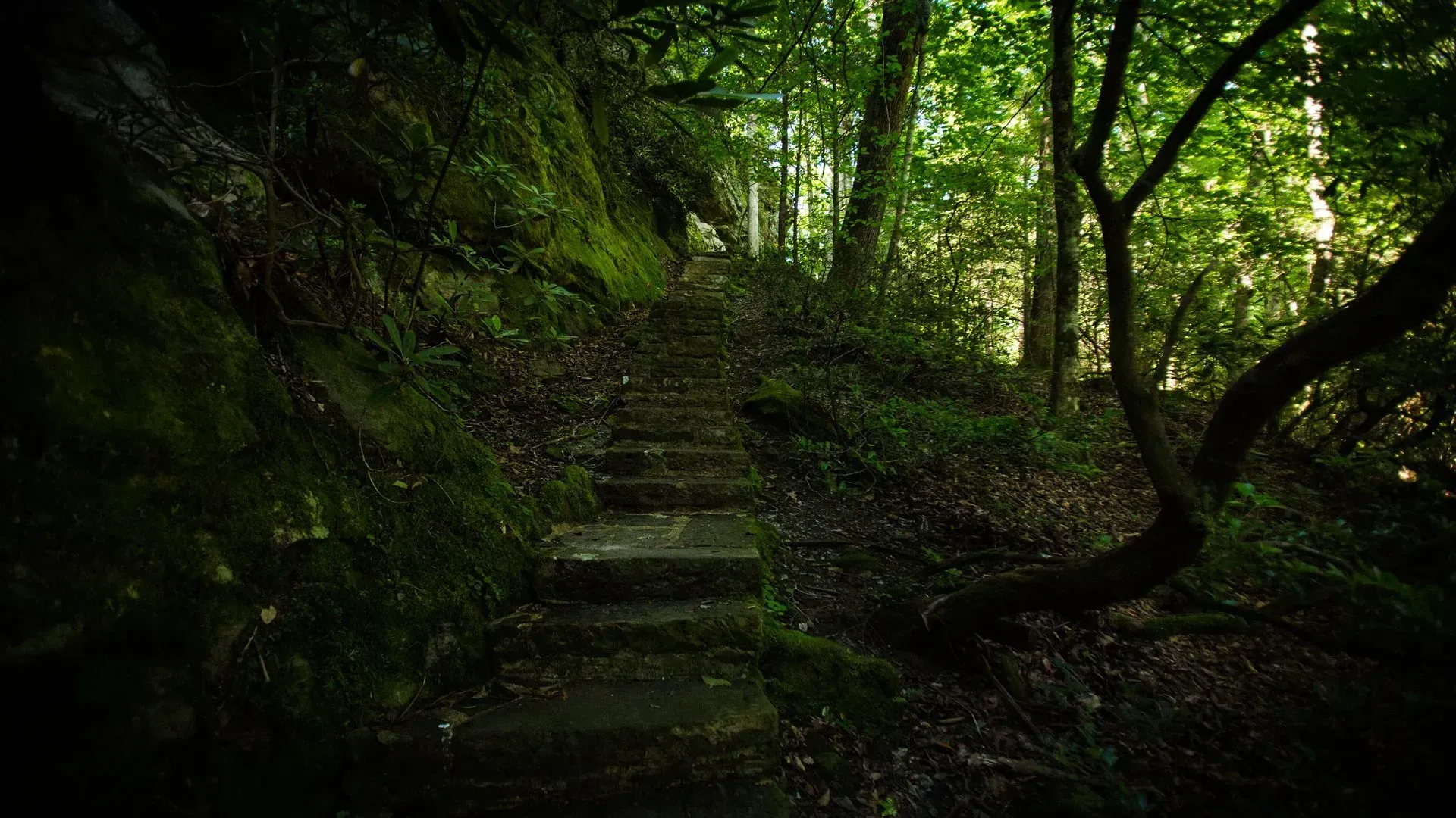 A set of stairs leading up a hill in a dark forest.