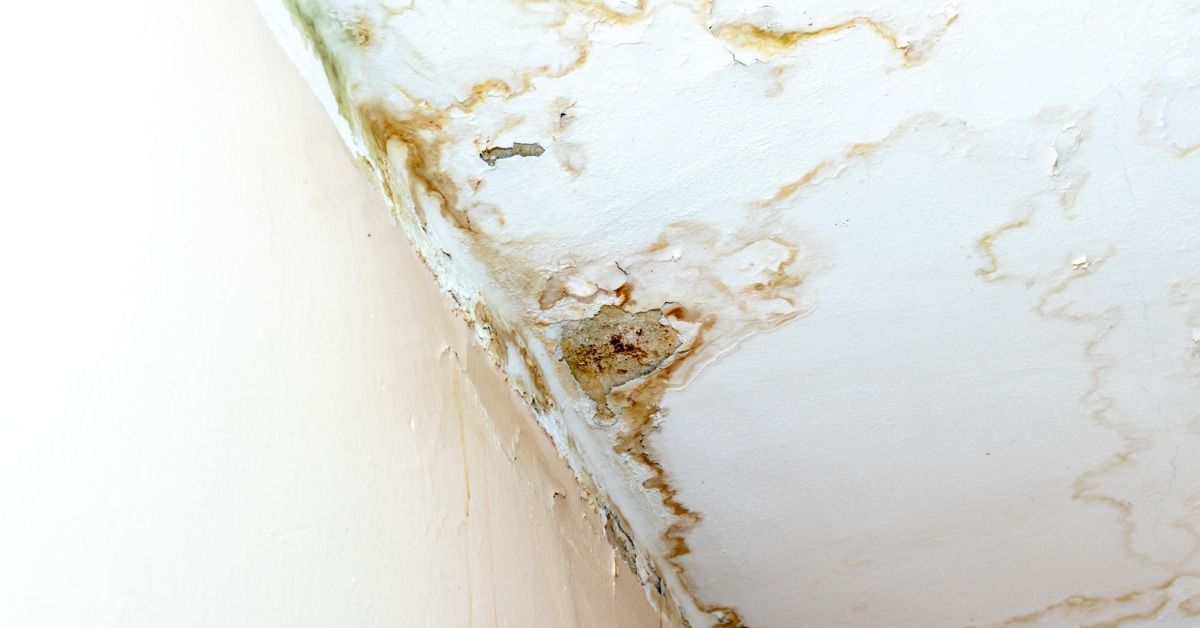 Water-damaged ceiling corner shows widespread brown stains, peeling paint, cracked plaster, and signs of moisture.