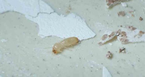Pest Control