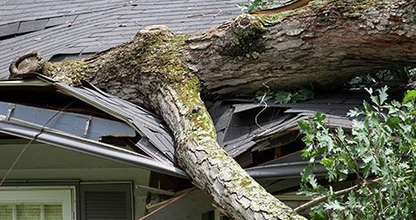Wind Damage